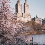 A flashback to springtime reverie, where cherry blossoms painted Central Park in...