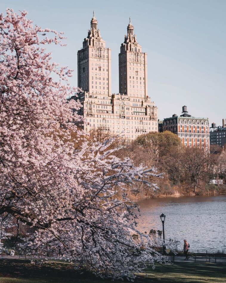 A flashback to springtime reverie, where cherry blossoms painted Central Park in...