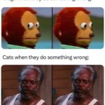 Cats stare at you like “do your worst, hooman” 

Like this content? Follow us fo...