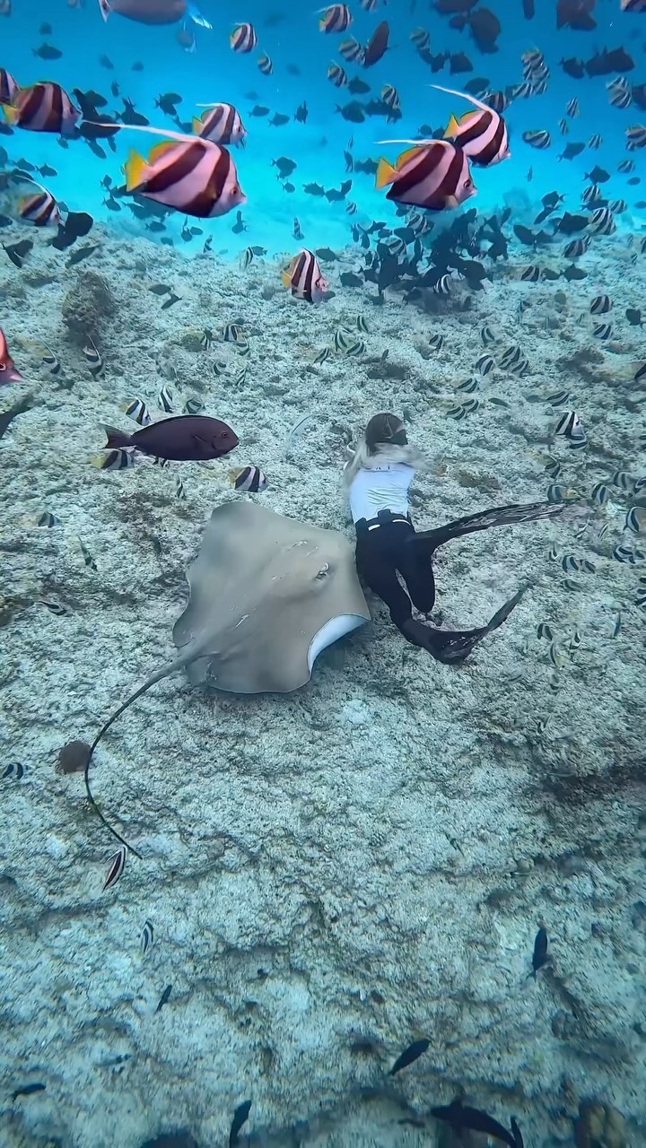 Underwater life in Maldives...