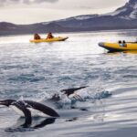 Photo by  | When Adélie penguins are traveling a far distance and want to get th...
